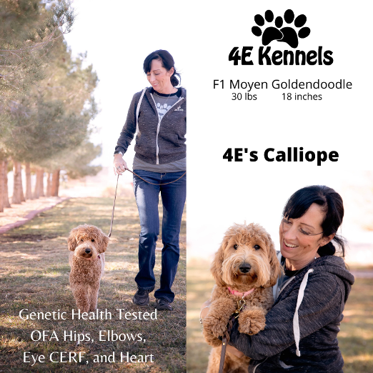 Goldendoodle Breeder Las Vegas Badass Breeder 4E Kennels
